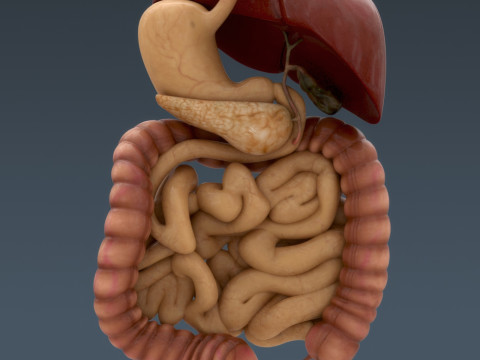 Human Male Internal Organs Anatomy Modello 3D