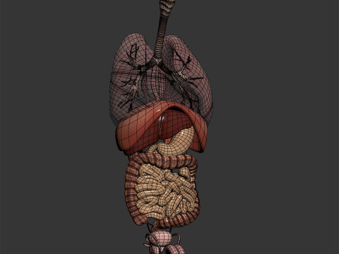 Human Male Internal Organs Anatomy Modello 3D