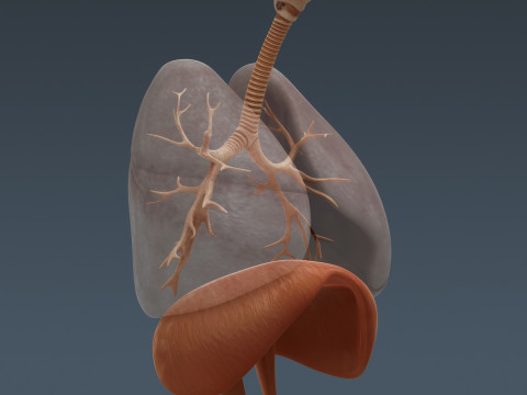 Human Male Internal Organs Anatomy Modello 3D