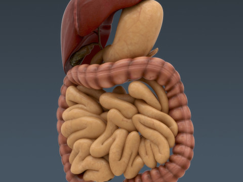 Human Male Internal Organs Anatomy Modello 3D