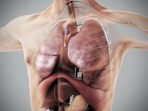 Anatomia degli organi interni maschili umani Modello 3D