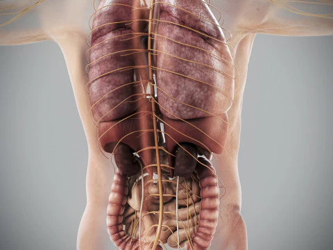 Anatomia degli organi interni maschili umani Modello 3D