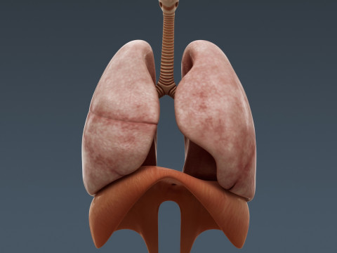 Human Male Internal Organs Anatomy Modello 3D