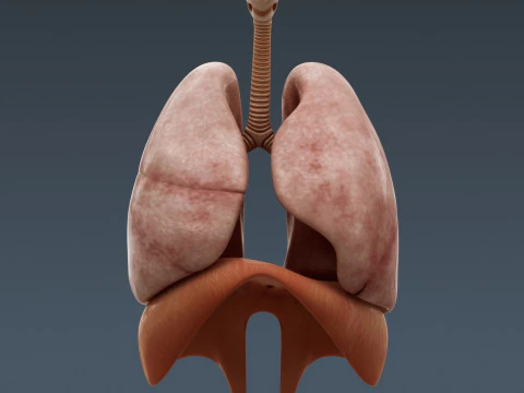 Anatomia degli organi interni maschili umani Modello 3D