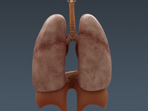 Human Male Internal Organs Anatomy Modello 3D