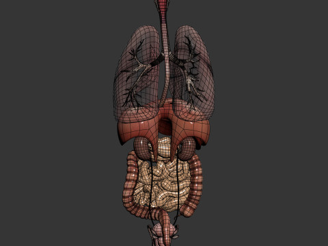 Human Male Internal Organs Anatomy Modello 3D
