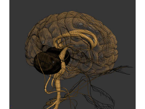 Anatomia degli organi interni maschili umani Modello 3D