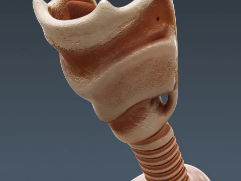 Anatomia degli organi interni maschili umani Modello 3D