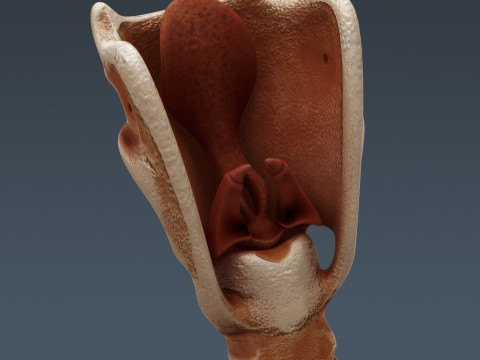 Human Male Internal Organs Anatomy Modello 3D