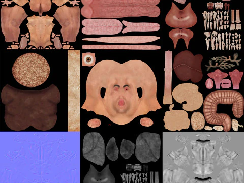 Anatomia degli organi interni maschili umani Modello 3D