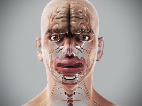 Human Male Internal Organs Anatomy Modello 3D