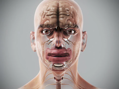 Anatomia degli organi interni maschili umani Modello 3D