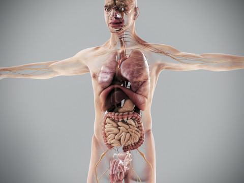 Human Male Internal Organs Anatomy Modello 3D