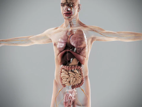 Anatomia degli organi interni maschili umani Modello 3D