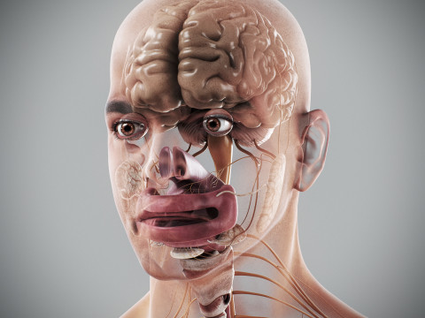 Human Male Internal Organs Anatomy Modello 3D