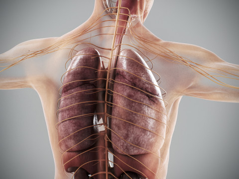 Human Male Internal Organs Anatomy Modello 3D