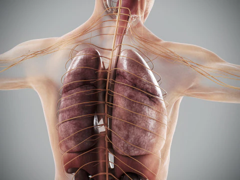 Anatomia degli organi interni maschili umani Modello 3D