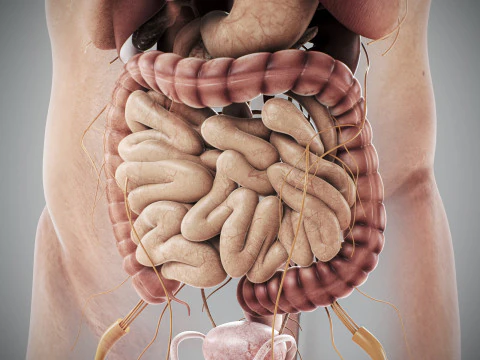 Anatomia degli organi interni maschili umani Modello 3D