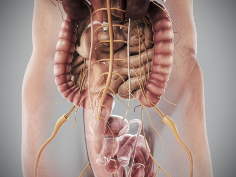 Human Male Internal Organs Anatomy Modello 3D