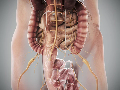 Anatomia degli organi interni maschili umani Modello 3D