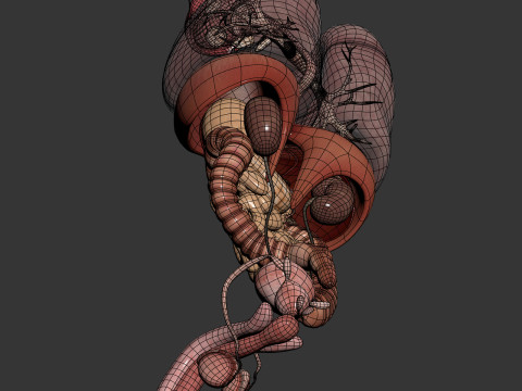 Human Male Internal Organs Anatomy Modello 3D
