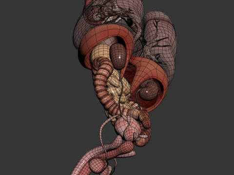 Anatomia degli organi interni maschili umani Modello 3D