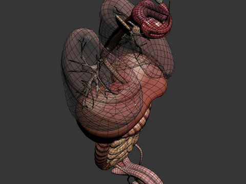 Anatomia degli organi interni maschili umani Modello 3D