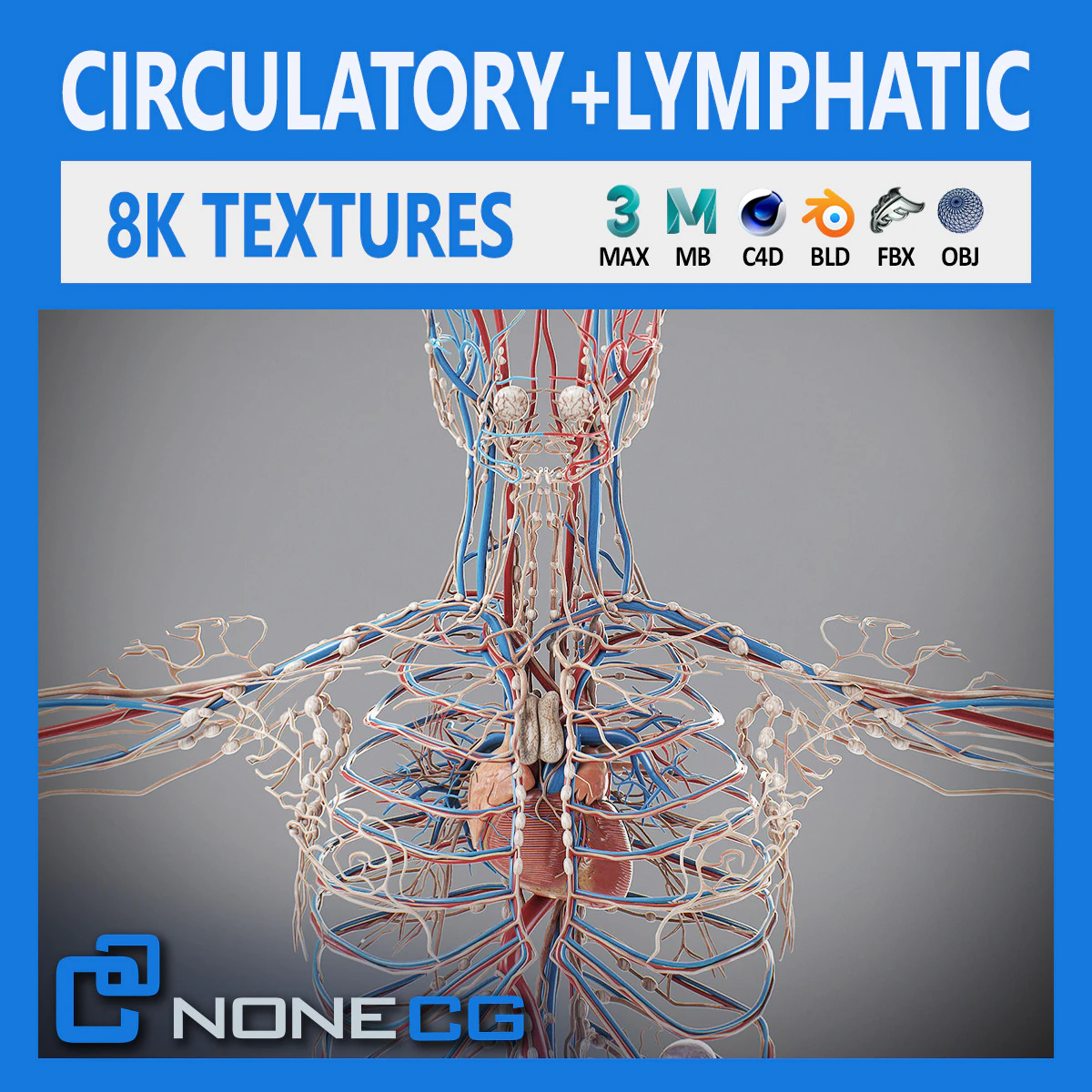 Human Male Circulatory and Lymphatic Anatomy 3D Model .c4d .max .obj .3ds .fbx .stl .blend 