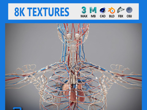 Human Male Circulatory and Lymphatic Anatomy 3D Model