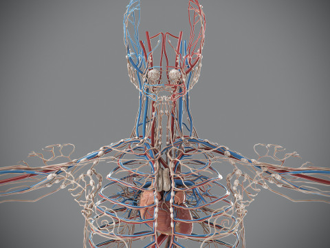 Human Male Circulatory and Lymphatic Anatomy 3D Model