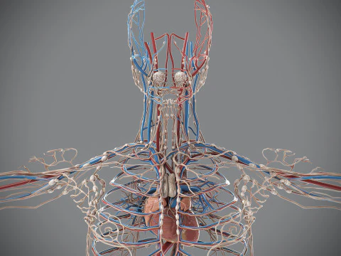 Human Male Circulatory and Lymphatic Anatomy 3D Model