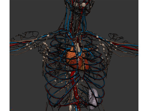 Human Male Circulatory and Lymphatic Anatomy 3D Model