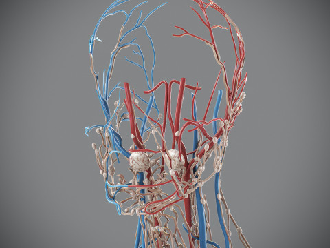 Human Male Circulatory and Lymphatic Anatomy 3D Model