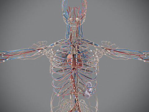 Human Male Circulatory and Lymphatic Anatomy 3D Model