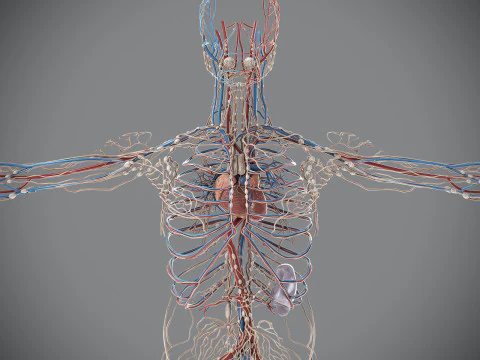Human Male Circulatory and Lymphatic Anatomy 3D Model