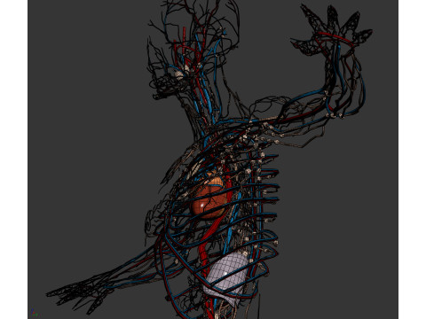 Human Male Circulatory and Lymphatic Anatomy 3D Model