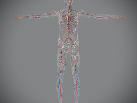 Human Male Circulatory and Lymphatic Anatomy 3D Model