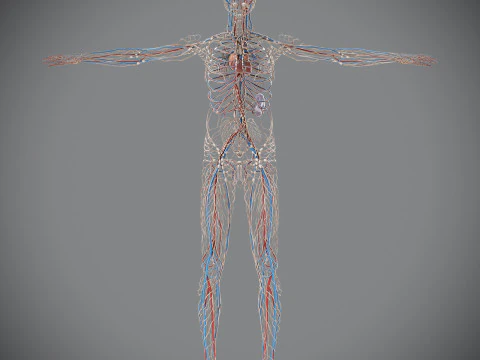 Human Male Circulatory and Lymphatic Anatomy 3D Model