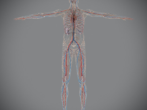 Human Male Circulatory and Lymphatic Anatomy 3D Model