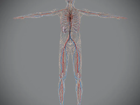 Human Male Circulatory and Lymphatic Anatomy 3D Model