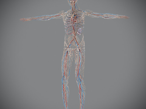 Human Male Circulatory and Lymphatic Anatomy 3D Model