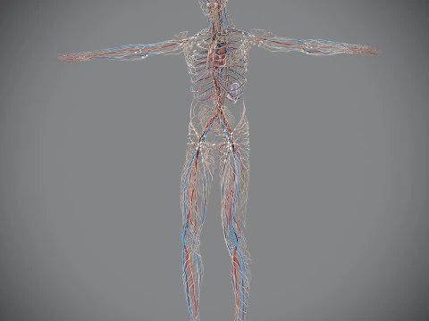 Human Male Circulatory and Lymphatic Anatomy 3D Model