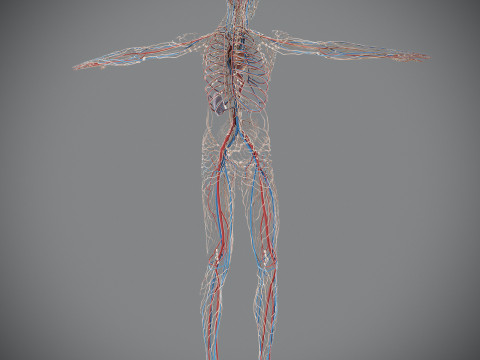 Human Male Circulatory and Lymphatic Anatomy 3D Model