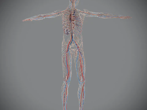 Human Male Circulatory and Lymphatic Anatomy 3D Model