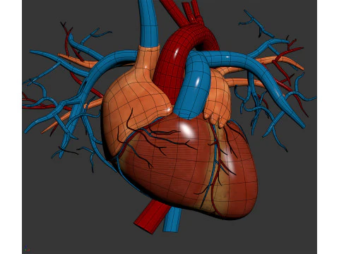 Human Male Circulatory and Lymphatic Anatomy 3D Model