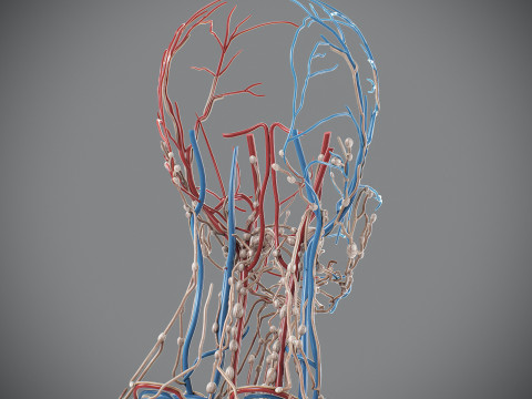 Human Male Circulatory and Lymphatic Anatomy 3D Model