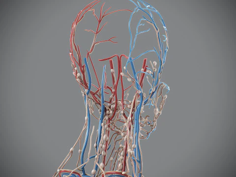 Human Male Circulatory and Lymphatic Anatomy 3D Model