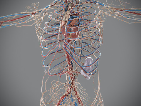 Human Male Circulatory and Lymphatic Anatomy 3D Model