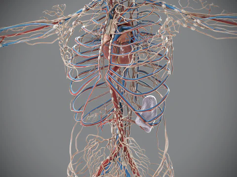 Human Male Circulatory and Lymphatic Anatomy 3D Model