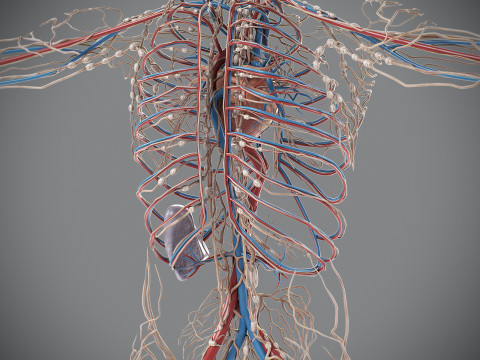 Human Male Circulatory and Lymphatic Anatomy 3D Model